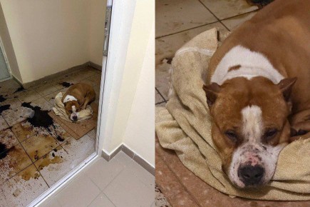 ������� ��������� ��������, �� ���� ��������: � ���������� ������� ������ ������ ������� ��� � �������� ������� � �������