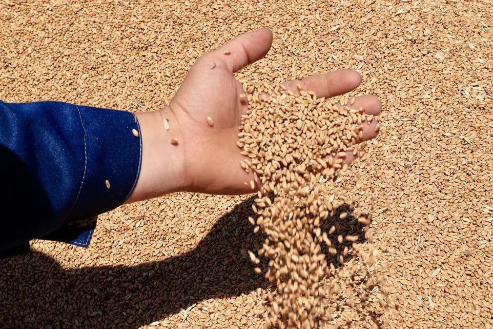 Из Волгоградского региона в Турцию отправили 8 грузовиков проса