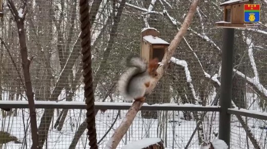 В теплицах дендрария Красноармейского района активно готовятся к новому сезону! Специалисты выращивают около 1500 саженцев различных растений, которые весной украсят как сам дендрарий, так и общественные пространства...