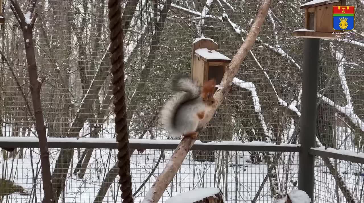 В теплицах дендрария Красноармейского района активно готовятся к новому сезону! Специалисты выращивают около 1500 саженцев различных растений, которые весной украсят как сам дендрарий, так и общественные пространства...