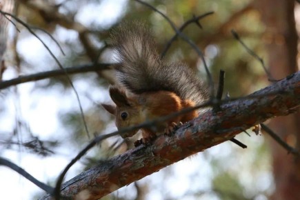 Четыре белки едут в Волжский Волгоградской области