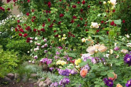 Советы по созданию идеального розария: как избежать ошибок при посадке