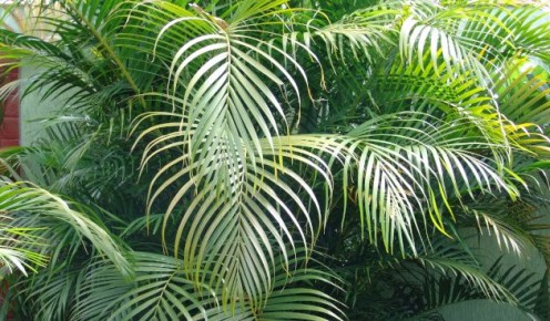 Арека: как создать идеальные условия для тропической красавицы в вашем доме