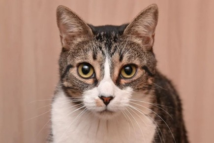 26 ������ 2026 ���� � �������� ��������� ���������� ������� ����