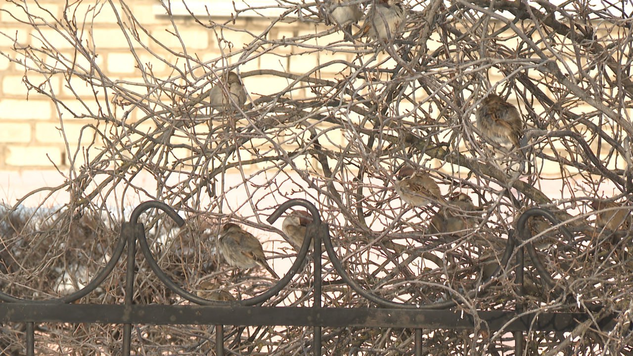 Сильное потепление прогнозируют синоптики Волгоградского ЦГМС