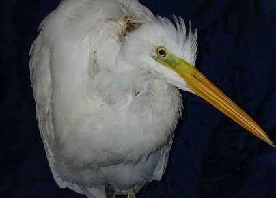 � ���������� ������� ������� ���������� �����