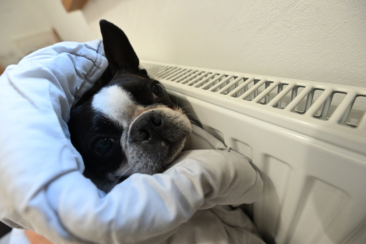 В Волгограде в приюте для 2000 животных из-за морозов замерзла вода в трубах