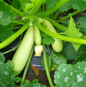 ������� � ������������ ����: ������� ���� � ������� � ������