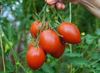 Японское дерево томат: сильный куст и длительный урожай сливовидных плодов