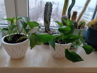 ����������: ������� �����, ������������ ������ � ������ �����