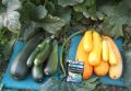 Как подкормка из аминокислот преобразила слабые кабачки в мощные растения