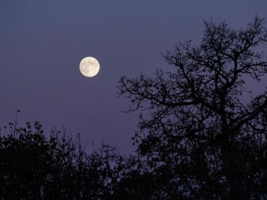 Ночной полив: как это может изменить уход за вашими растениями