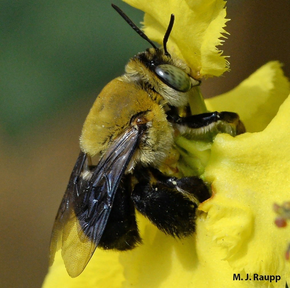 Как орхидеи манипулируют природой: удивительная мимикрия растений