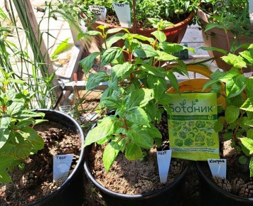 Что не так с препаратом «Ботаник»: результаты испытаний на овощах и цветах