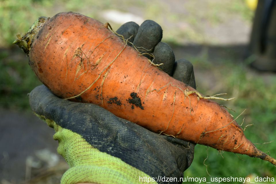 Секреты качественной моркови: как правильная подкормка увеличивает урожай
