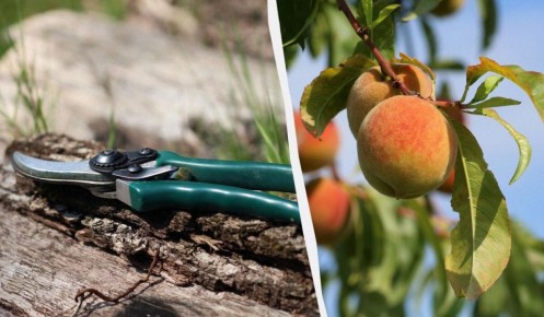 Не трогайте эти деревья осенью: секреты правильной обрезки