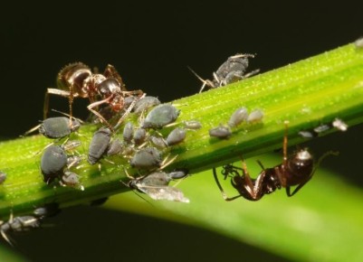 ������������� ����������: ��� ���������� � ���� � ��������� � ����� ����