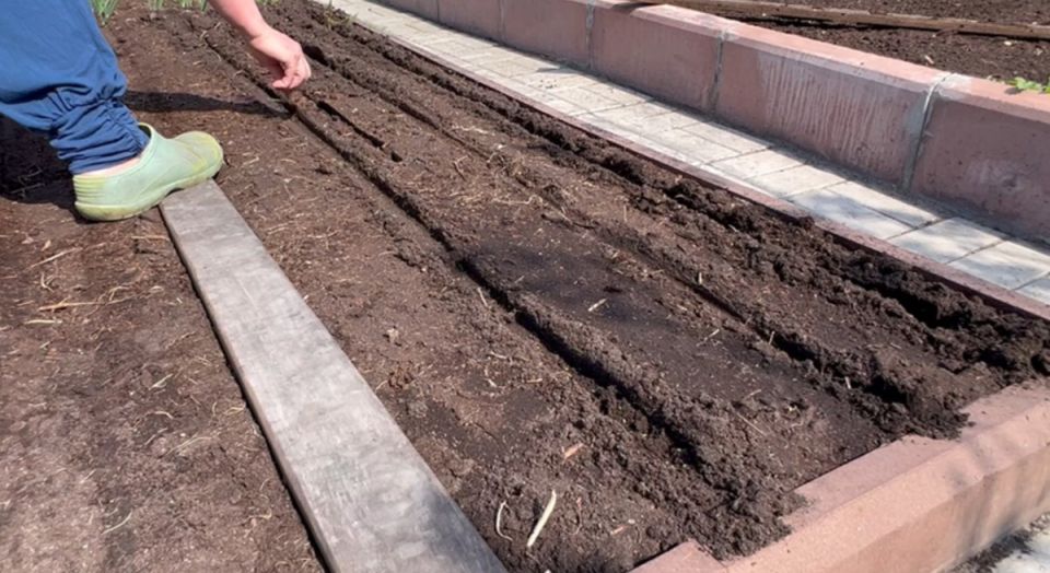 Секреты успешного посева моркови: старинные методики для идеальных всходов