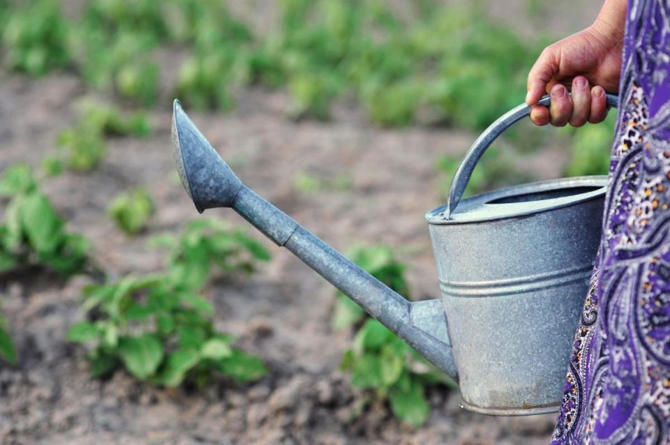 Сентябрьский полив: стоит ли заботиться о саде и огороде