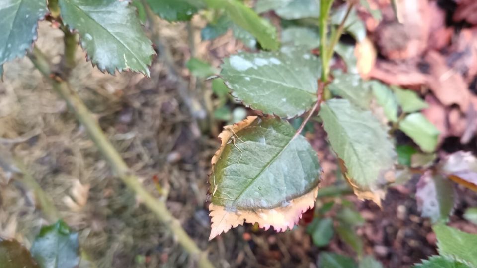 Как вернуть к жизни розы: простые деревенские методы вместо дорогой химии