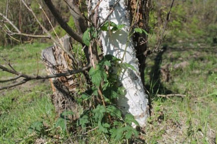 Как вырастить хмель: секреты выбора сорта и ухода