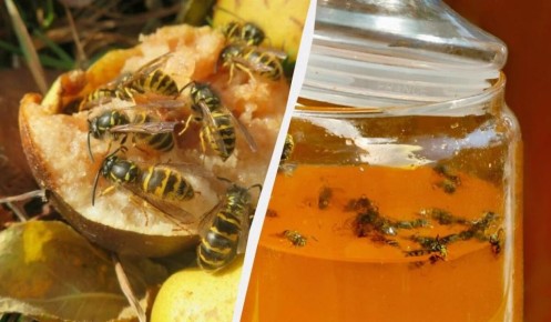 Как защитить дом от пчел: простые советы и хитрости