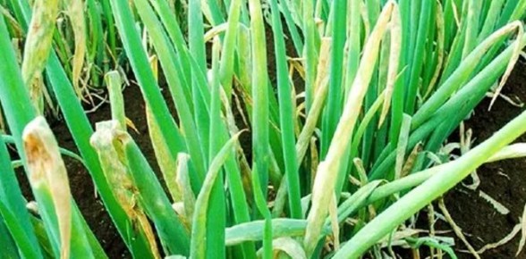 ��� ������ ��� �� ����� �������� �������: ������������ ������