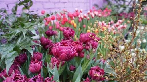 Праздник первоцветов начнется 7 февраля в Волгоградском региональном ботаническом саду