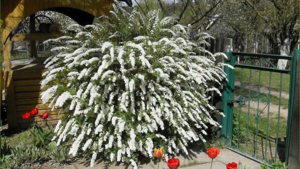 Цветы, которые расцветут даже на глине: 9 неприхотливых растений для дачников