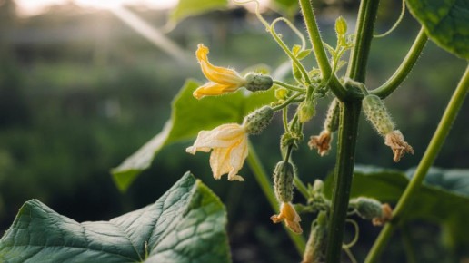 Как спасти огурцы от желтизны и осыпания завязей: советы опытного дачника