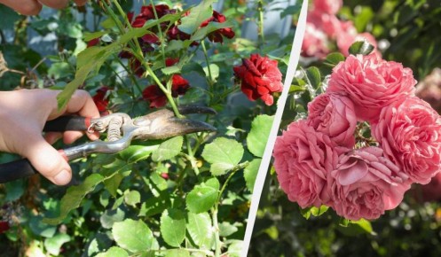 ������� � ���� ������������ ��������� � ����� ���� ����� �������� �������� ��������