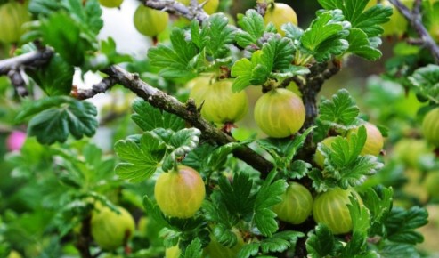 ����� ��������: ��� �������� ��� �� ���������� � ��������