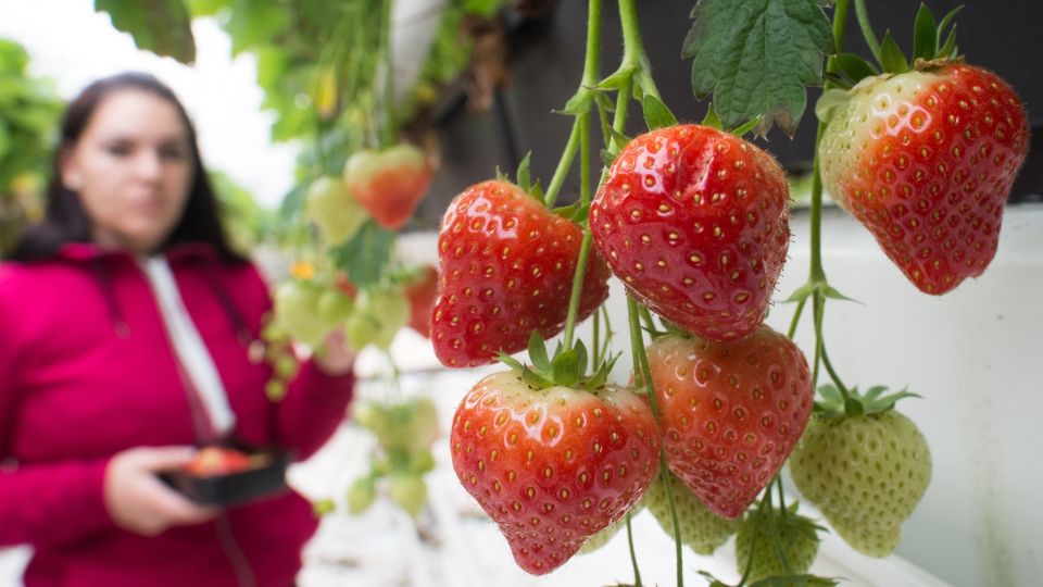 �������� �������� ������ ������: ��� ������ ������� ���� ������