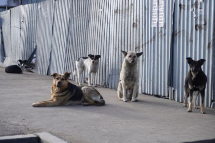 �� ��������������� ����������� ����� � ����������