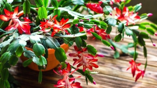 ��� ����������� ����������: ������� �������� ��������� �������