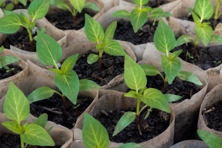 ������ ����� ��� ������� ������ ���� ������: ������ ���������