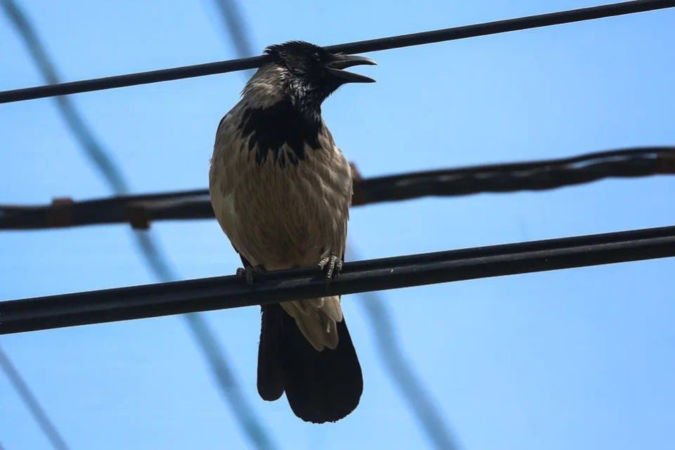 970 ������������� ��������� ���������� � ������������� �������