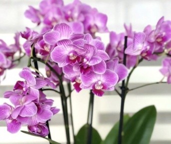 ��� ��������� ��������� �������: ������� � ������