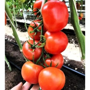 ����� ���� ���������: ����� ������ � �������� �������������� ��������