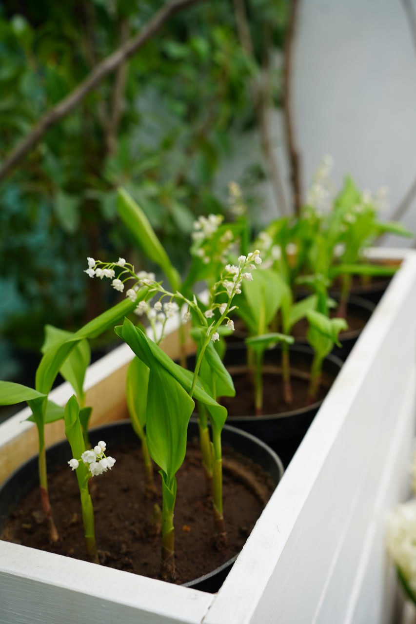 Красота Волжской оранжереи Волгоградского ботанического сада Красота Волжской оранжереи Волгоградского ботанического сада