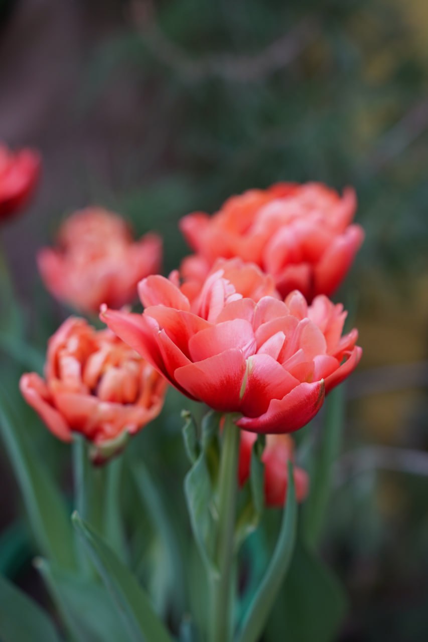 Красота Волжской оранжереи Волгоградского ботанического сада Красота Волжской оранжереи Волгоградского ботанического сада