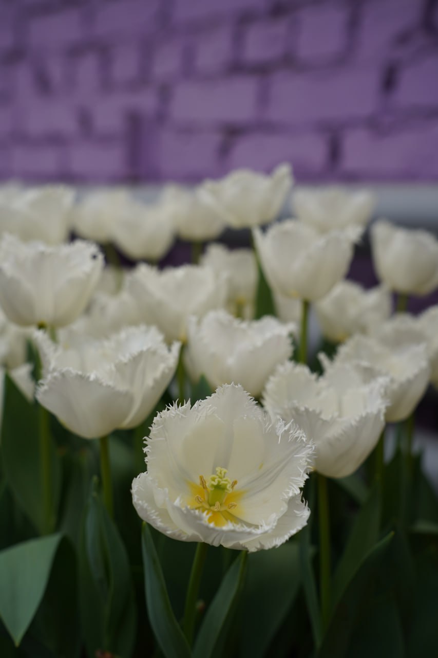 Красота Волжской оранжереи Волгоградского ботанического сада Красота Волжской оранжереи Волгоградского ботанического сада