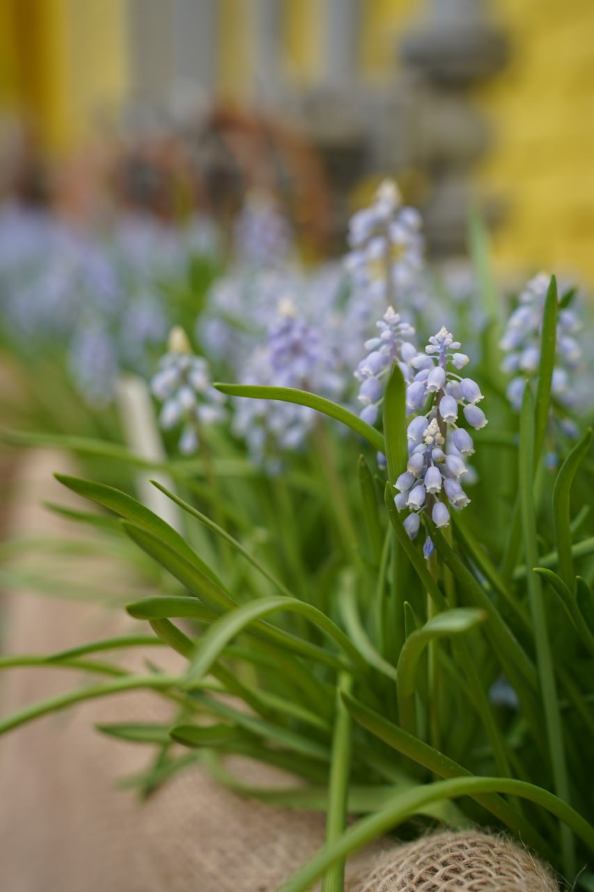 Красота Волжской оранжереи Волгоградского ботанического сада Красота Волжской оранжереи Волгоградского ботанического сада