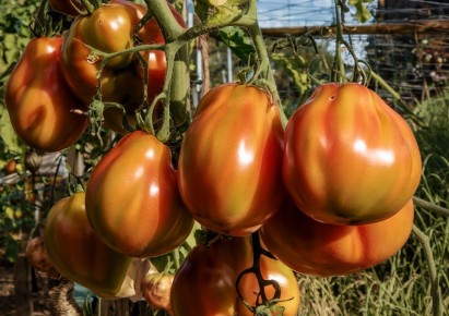 ������� �������� ��������� ������� � ����: ��� ��������� ������� ������