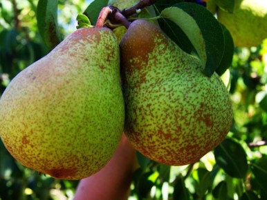 ��� ��������� ����� �� �������: ������ ��� ��������� �����������