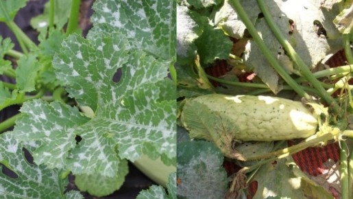 Как добиться богатого урожая кабачков: семь ошибок, которые стоит избежать