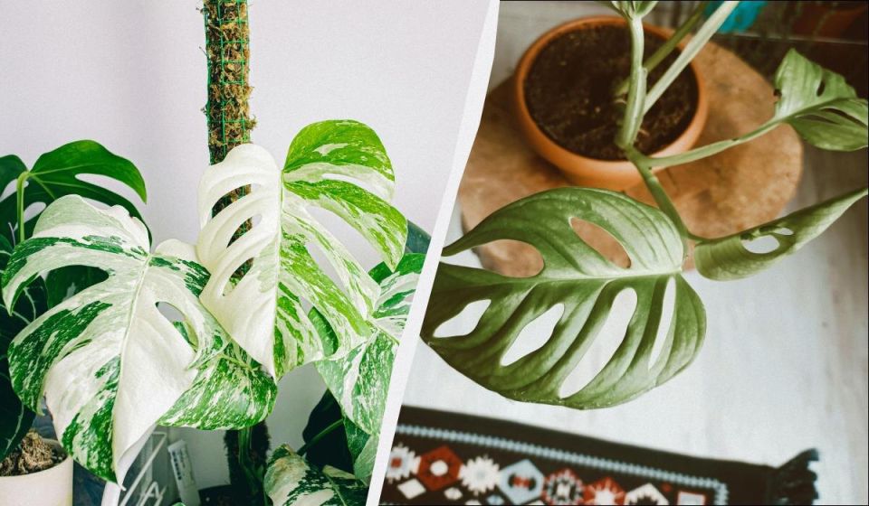 ������ �������� ����� ����� ������� ��� ������ ����: �� ���� ����� �����