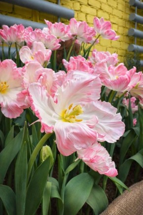 � �������� �������� ������ �������� �����������