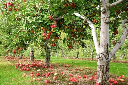 ������ �������� �����: ��� ������� ��������� ��� ��� ������ ����