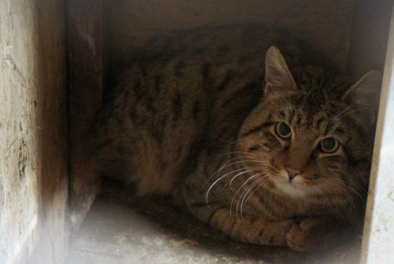 ������� �������� ����, � �������� ���������� ������ �����: ������������� ��������� �������� ����������� � ������� ������� �������